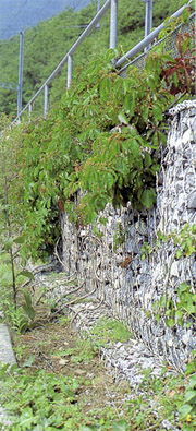 How many years does it take for gabion walls to become overgrown with vegetation?